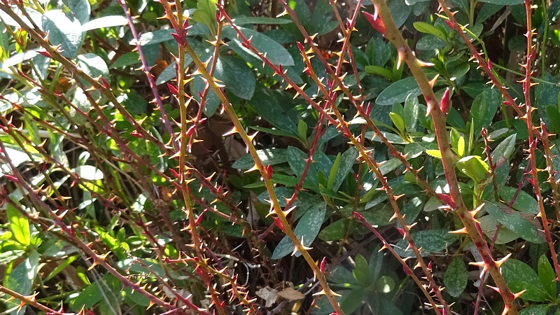 ノイバラの冬芽 横浜市旭区矢指町追分市民の森