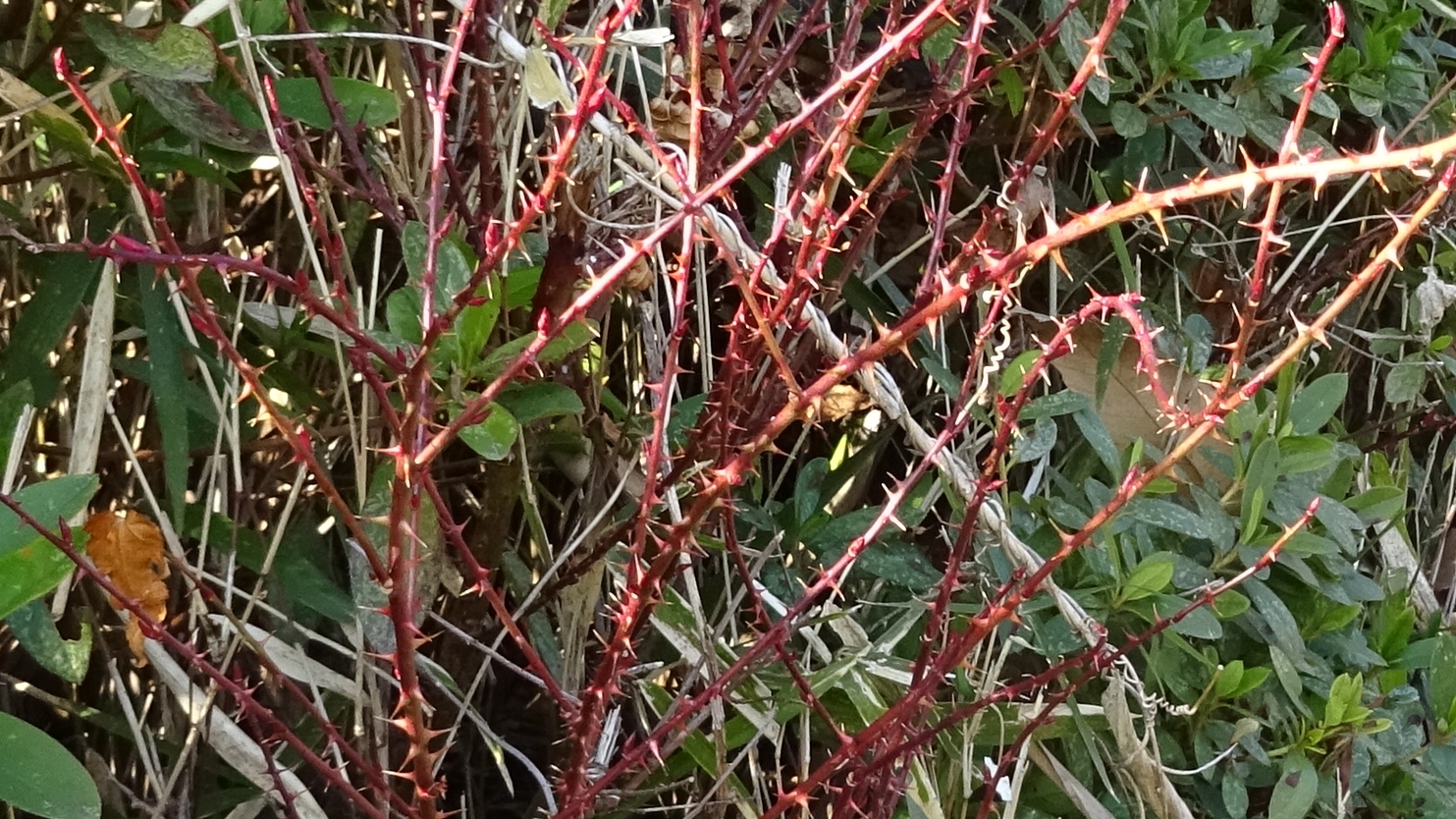 ノイバラの冬芽 横浜市旭区矢指町追分市民の森
