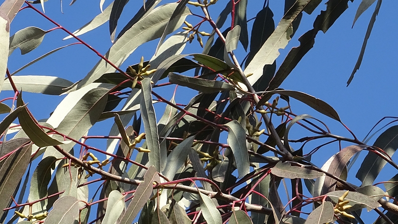 ユーカリの蕾 横浜市旭区矢指町追分市民の森