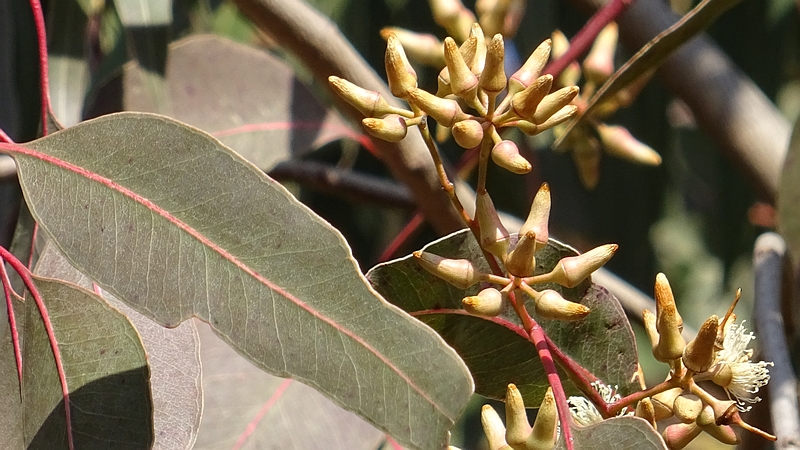 ユーカリの蕾と花 横浜市旭区矢指町追分市民の森