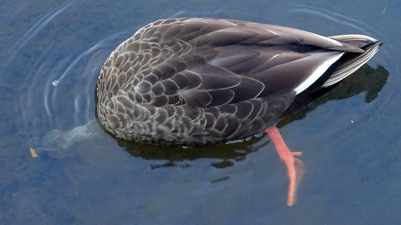 カルガモ 横浜市旭区今宿南町