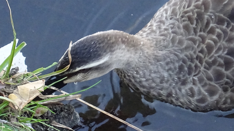 カルガモ 横浜市旭区今宿南町