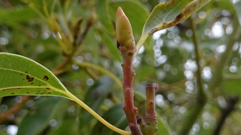 クスノキの冬芽 川崎市幸区創造のもり