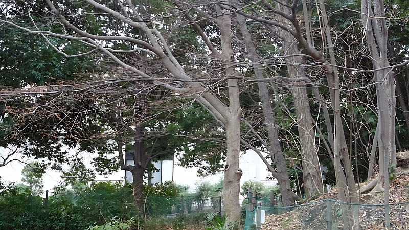 アカシデの蕾 川崎市幸区さいわいふるさと公園