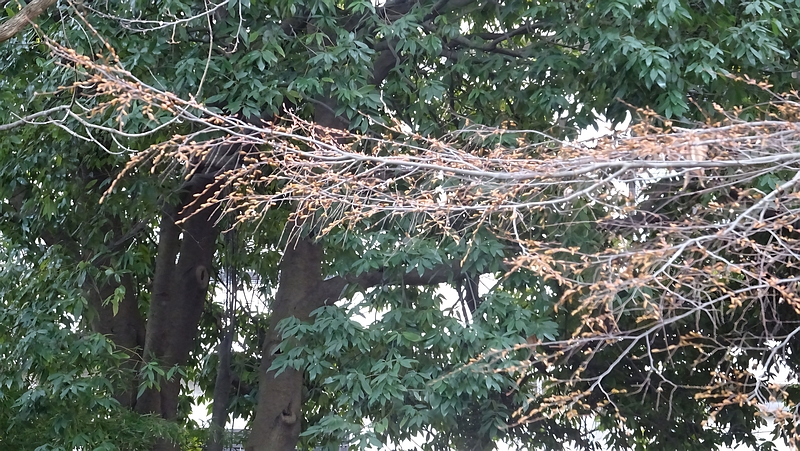 アカシデの蕾 川崎市幸区さいわいふるさと公園