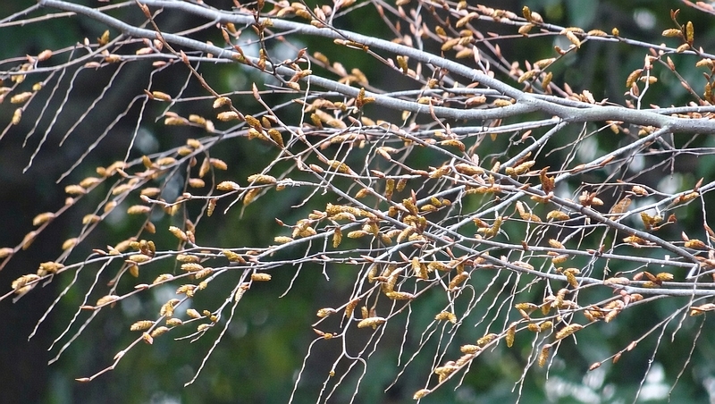 アカシデの蕾 川崎市幸区さいわいふるさと公園