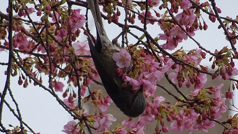 カワヅザクラのヒヨドリ 川崎市幸区さいわいふるさと公園