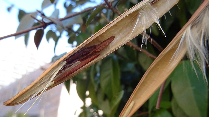 テイカカズラの種子 川崎市幸区創造のもり