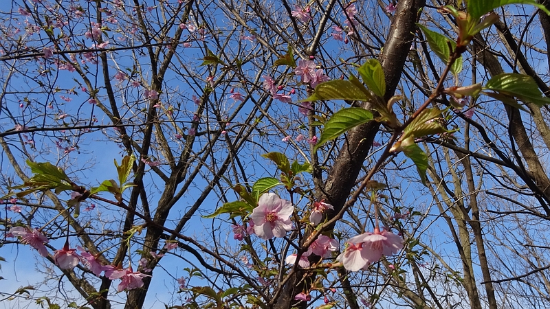 カワヅザクラの花と葉 川崎市幸区さいわいふるさと公園