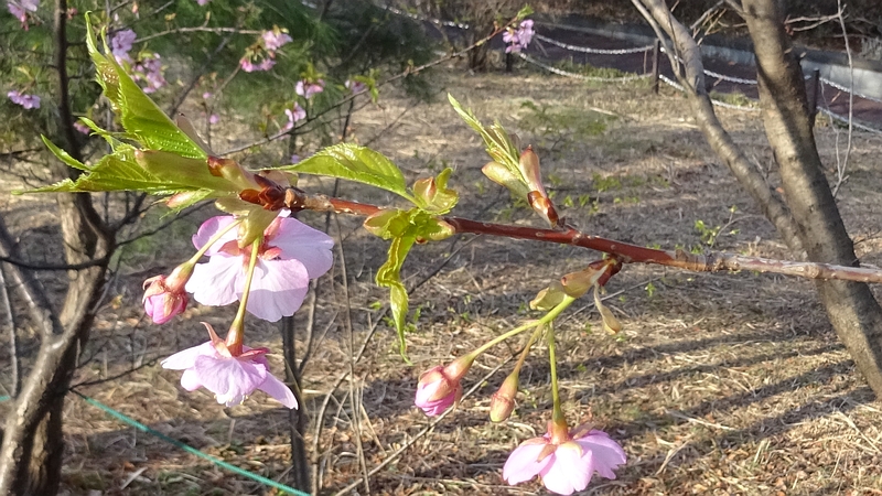 カワヅザクラの花 川崎市幸区さいわいふるさと公園