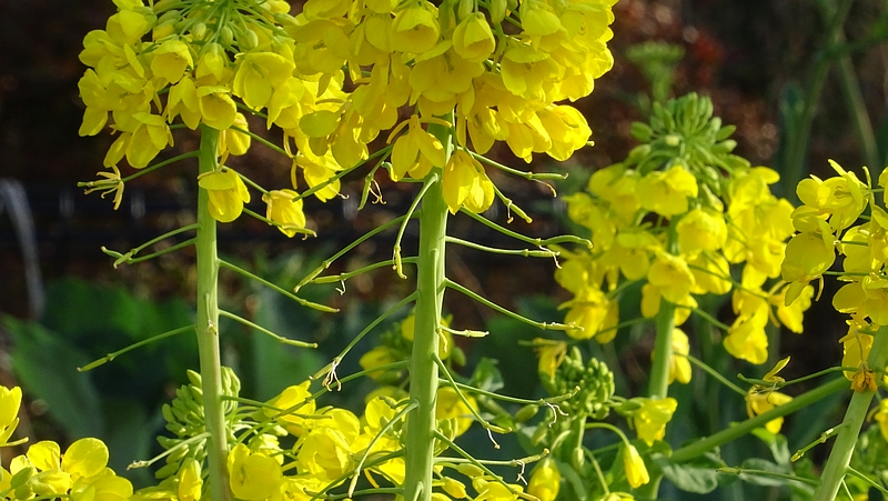 のらぼう菜の若い果実 川崎市幸区さいわいふるさと公園