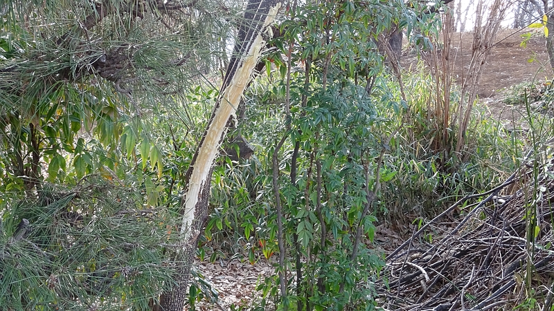 センダンの幹の剥離 川崎市幸区さいわいふるさと公園