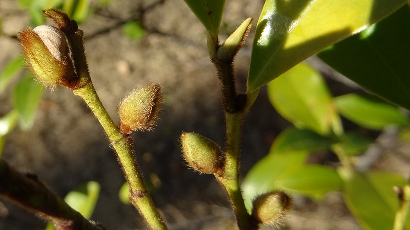 カラタネオガタマの冬芽 川崎市幸区創造のもり
