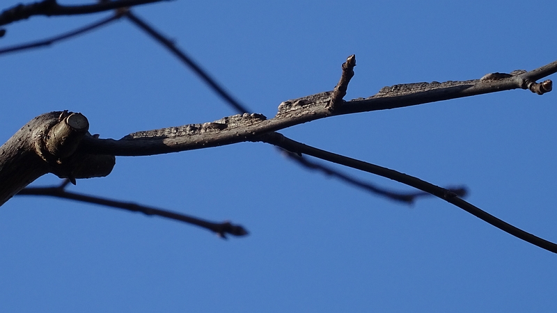 モミジバフウの冬芽と翼 川崎市幸区創造のもり