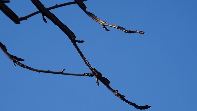 モミジバフウの冬芽と翼 川崎市幸区創造のもり