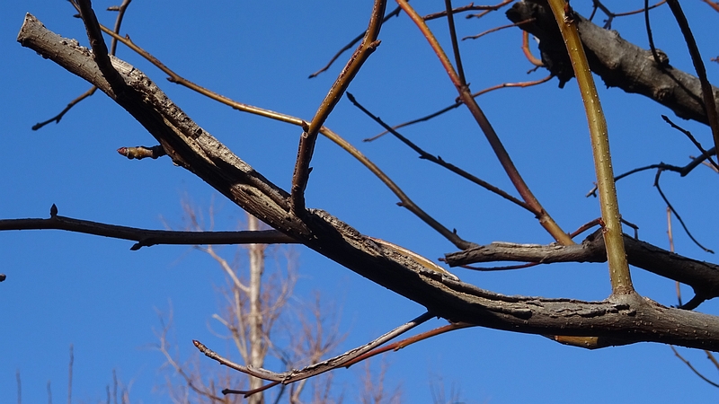 モミジバフウの冬芽と翼 川崎市幸区創造のもり