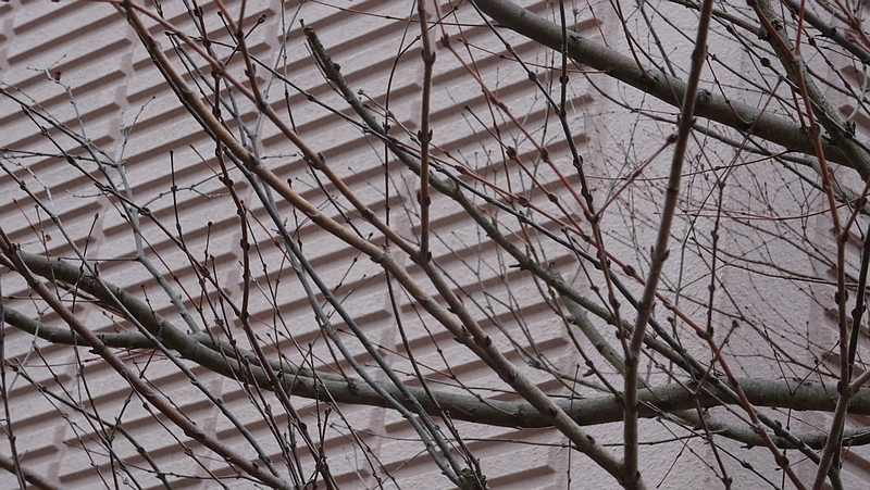 カツラの冬芽 川崎市幸区創造のもり