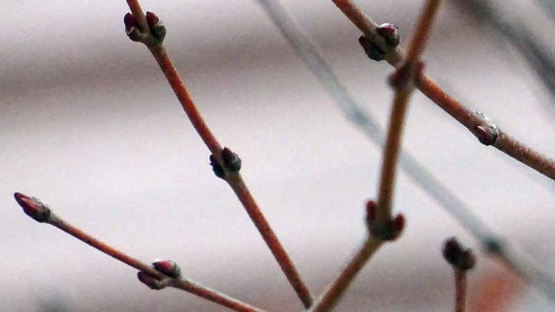 カツラの冬芽 川崎市幸区創造のもり