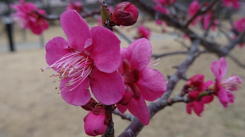 ウメの花 川崎市幸区創造のもり