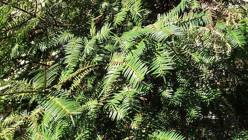カヤ 横浜市旭区今宿南町