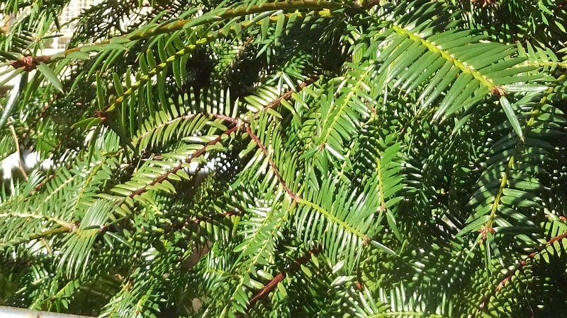 カヤ 横浜市旭区今宿南町