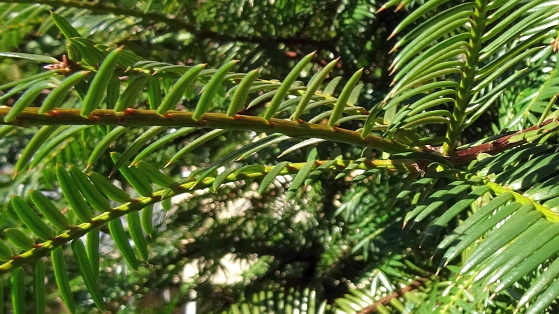 カヤ 横浜市旭区今宿南町