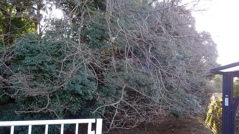 ヤマザクラ 横浜市旭区今宿東町