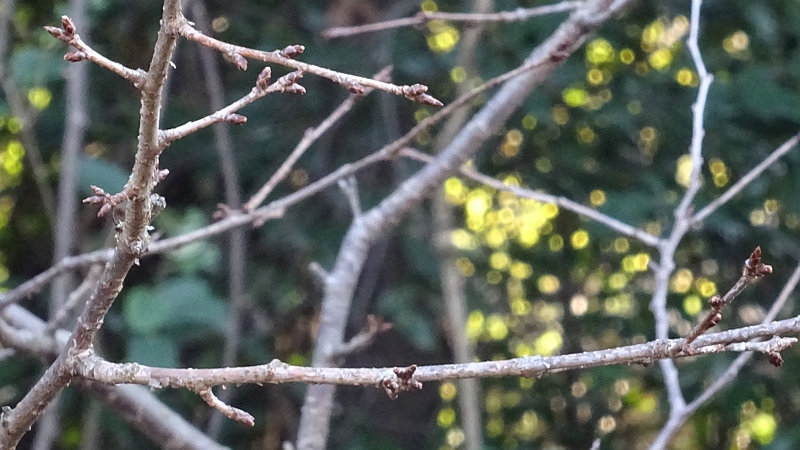 ヤマザクラの冬芽 横浜市旭区今宿東町