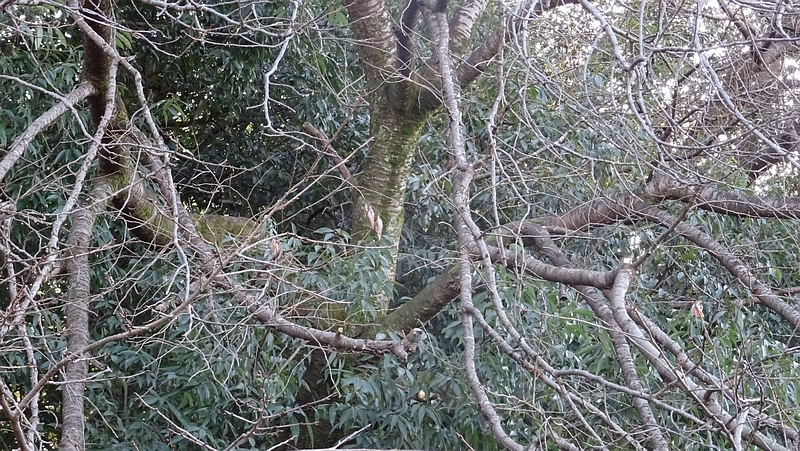 ヤマザクラの冬芽 横浜市旭区今宿東町