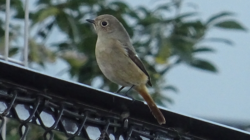 ジョウビタキ♀ 横浜市旭区今宿南町帷子川緑道