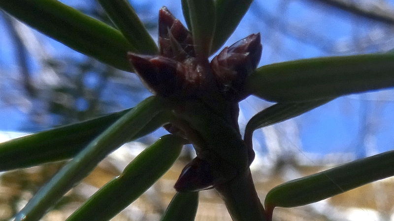 カヤの冬芽 横浜市旭区今宿南町
