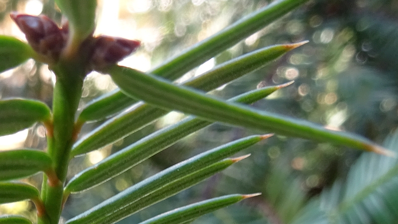 カヤの葉裏 横浜市旭区今宿南町