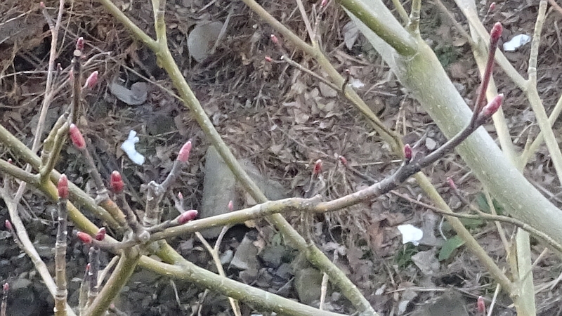 ミズキの冬芽 横浜市旭区今宿南町