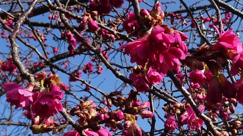 カンヒザクラの花 横浜市旭区今宿南町帷子川緑道
