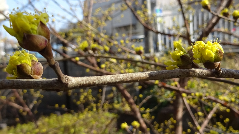 サンシュユの花 横浜市旭区今宿南町帷子川緑道