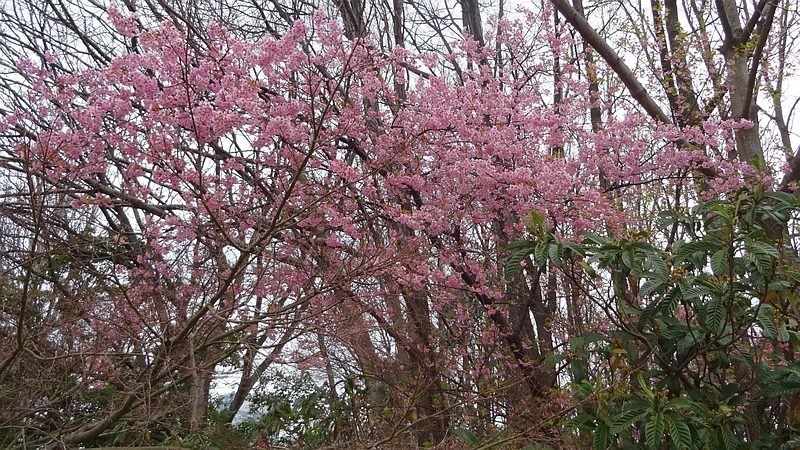 カワヅザクラの花 川崎市幸区さいわいふるさと公園