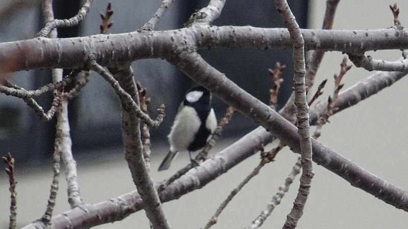 オオシマザクラのシジュウカラ♂ 川崎市幸区さいわいふるさと公園