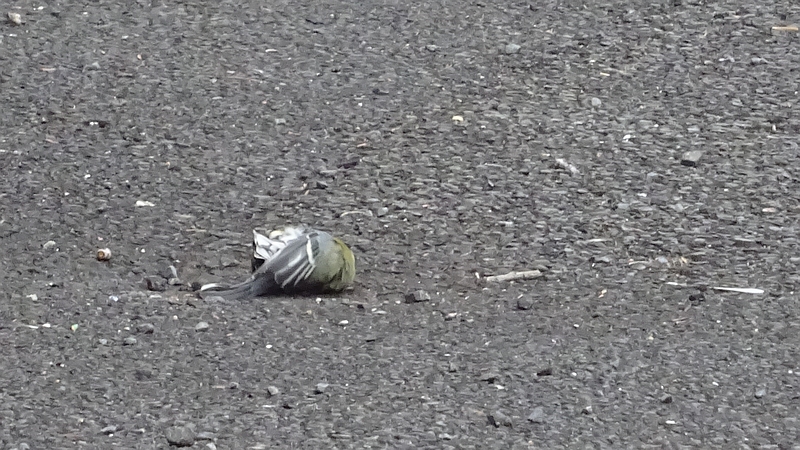 シジュウカラ♂の配偶者争い 川崎市幸区さいわいふるさと公園