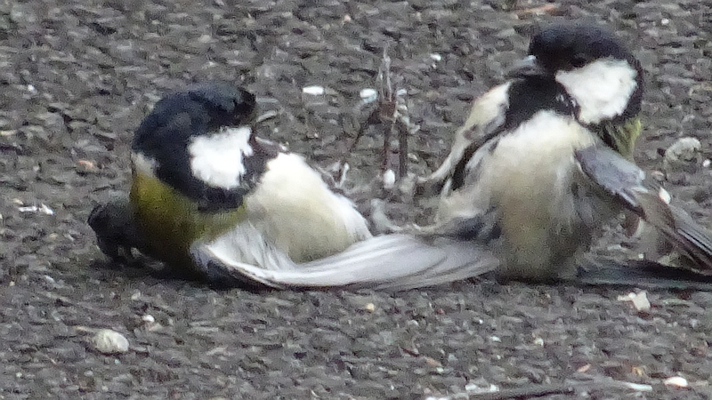 シジュウカラ♂の配偶者争い 川崎市幸区さいわいふるさと公園