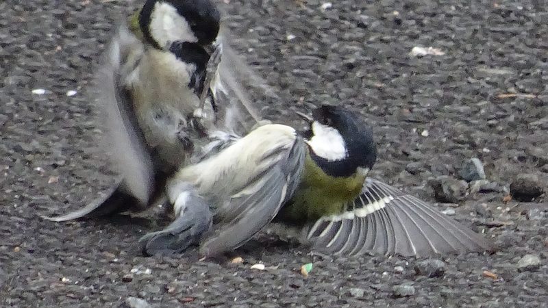 シジュウカラ♂の配偶者争い 川崎市幸区さいわいふるさと公園