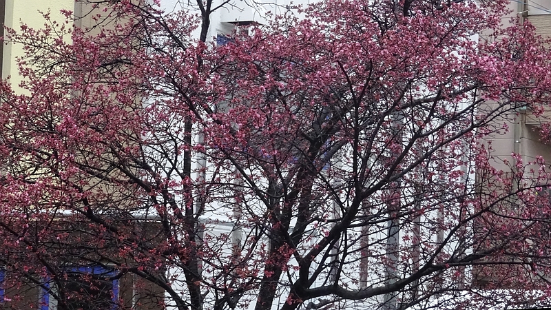 オカメザクラの花 横浜市旭区鶴ヶ峰鎧の渡し緑道
