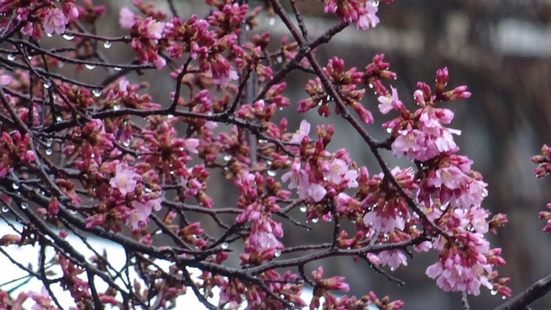 オカメザクラの花 横浜市旭区鶴ヶ峰鎧の渡し緑道