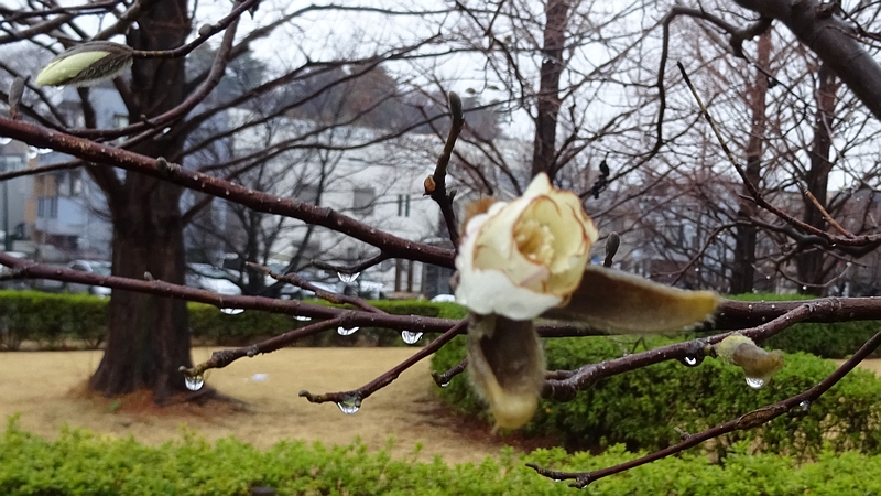 コブシの蕾 川崎市幸区創造のもり