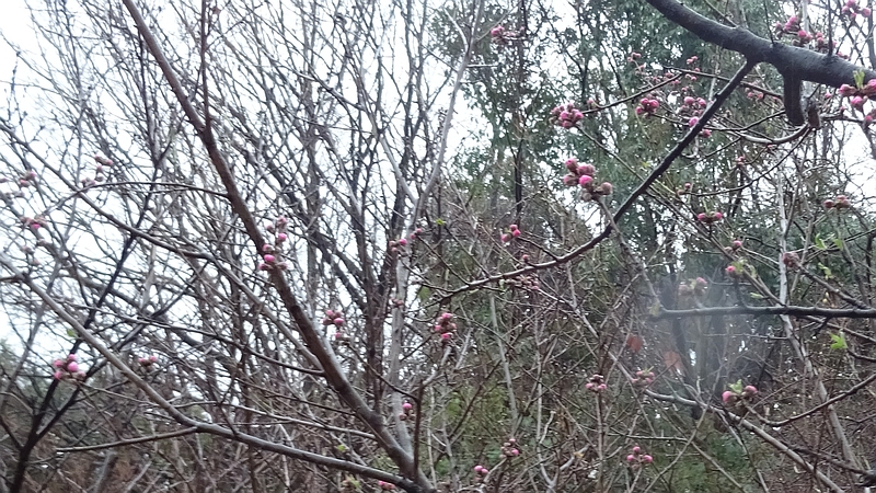 ハナモモの蕾 川崎市幸区さいわいふるさと公園