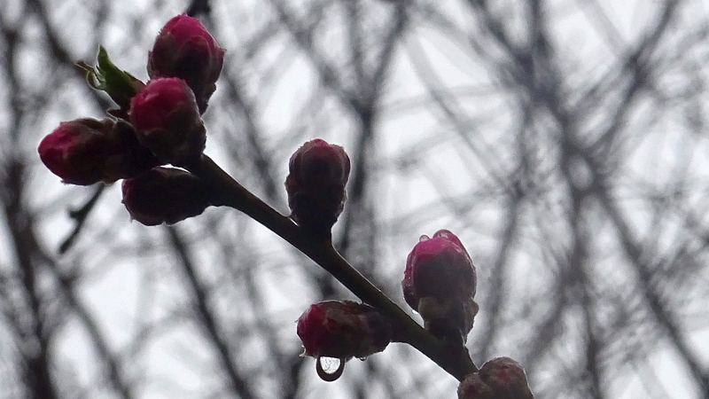 ハナモモの蕾 川崎市幸区さいわいふるさと公園