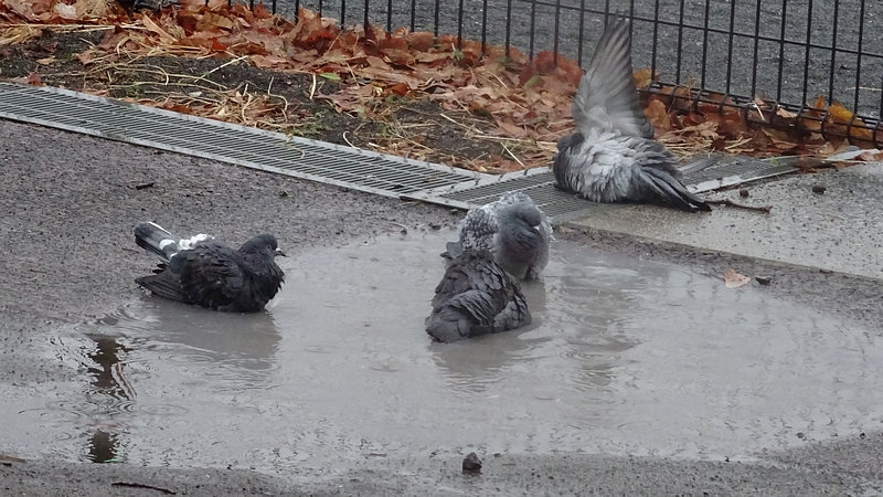 ドバトの水浴び 川崎市幸区さいわいふるさと公園