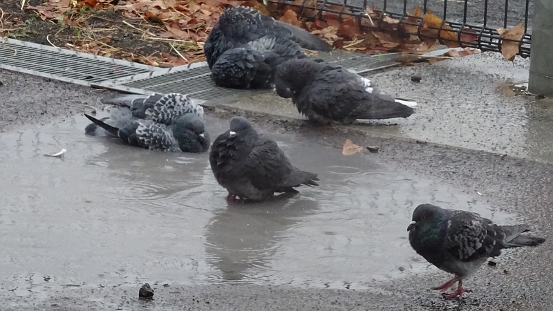 ドバトの水浴び 川崎市幸区さいわいふるさと公園