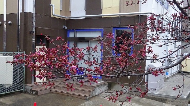 オカメザクラの花 横浜市旭区鶴ヶ峰鎧の渡し緑道