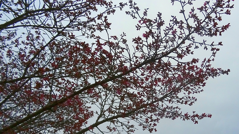 オカメザクラの花 横浜市旭区鶴ヶ峰鎧の渡し緑道