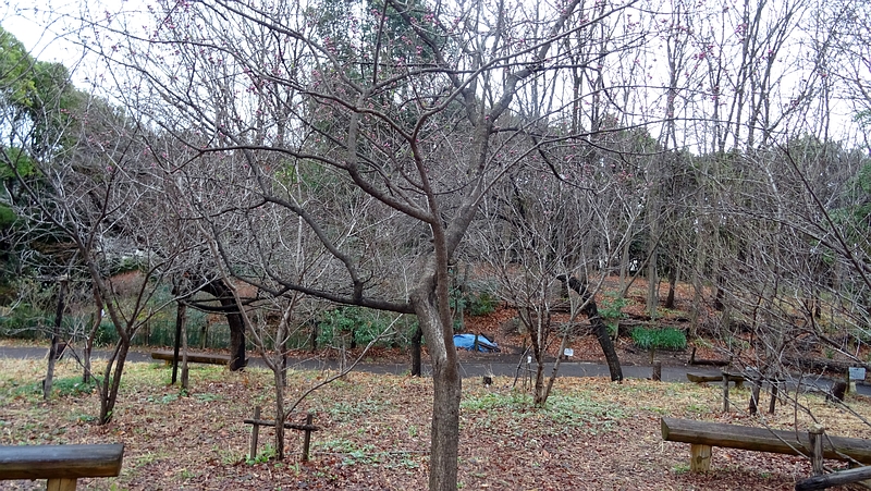 ハナモモの蕾 川崎市幸区さいわいふるさと公園